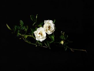 Photo by Abhishek Dhakate on Unsplash