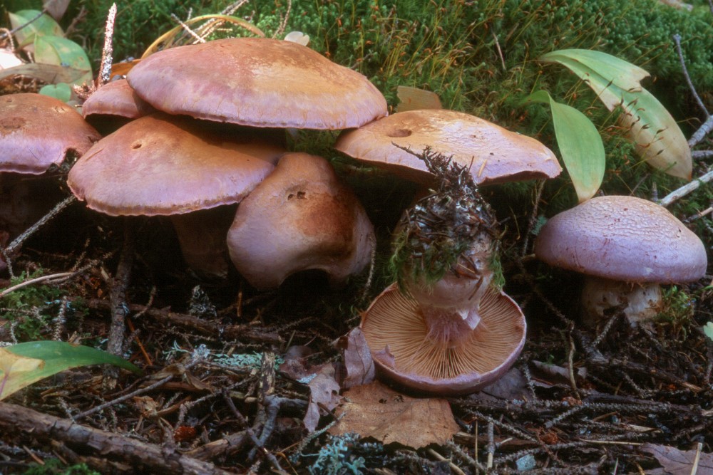 Red Pine - Mushroom Guru