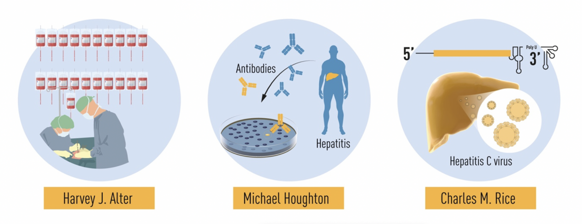 Discovery of Hepatitis C: Noble Prize in Medicine/Physiology 2020
