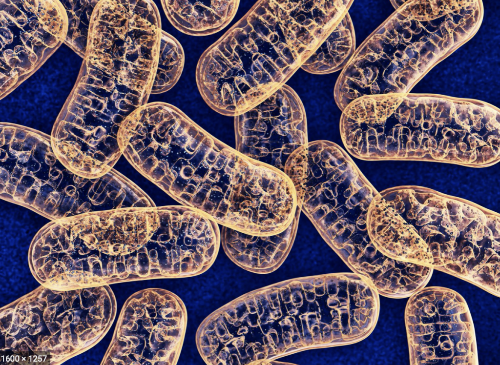 A Guide to some Common lateseason Nova Scotia Mushrooms The Athenaeum